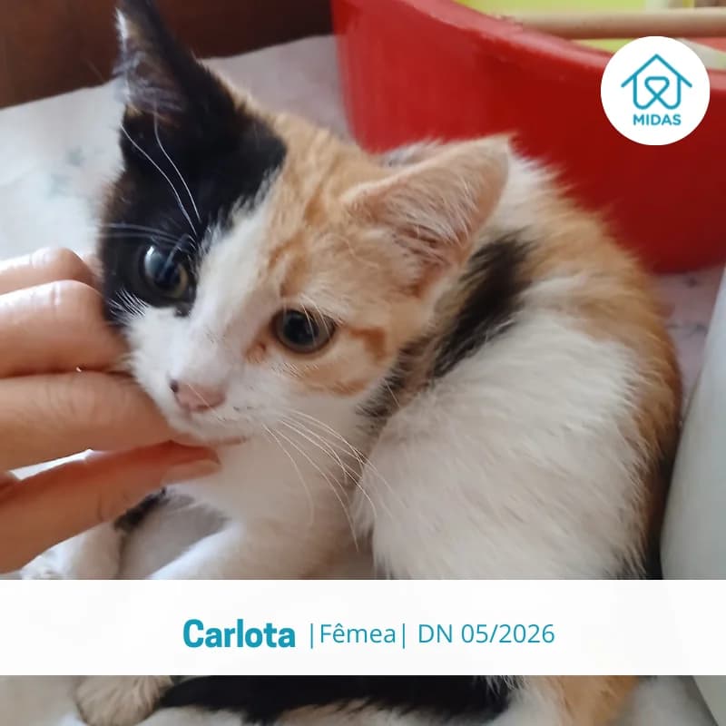 Carlota, female Mixed Breed for adoption at Associacao Midas
