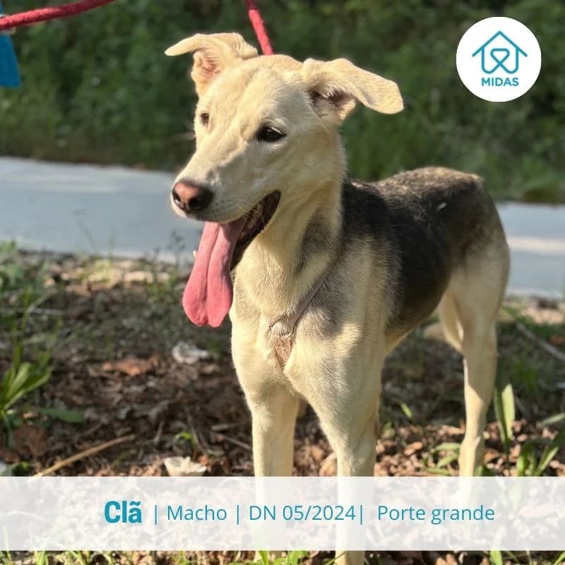 Clã, Mixed Breed (Associacao Midas)