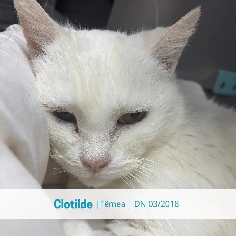 Clotilde, female senior Mixed Breed for adoption at Associacao Midas