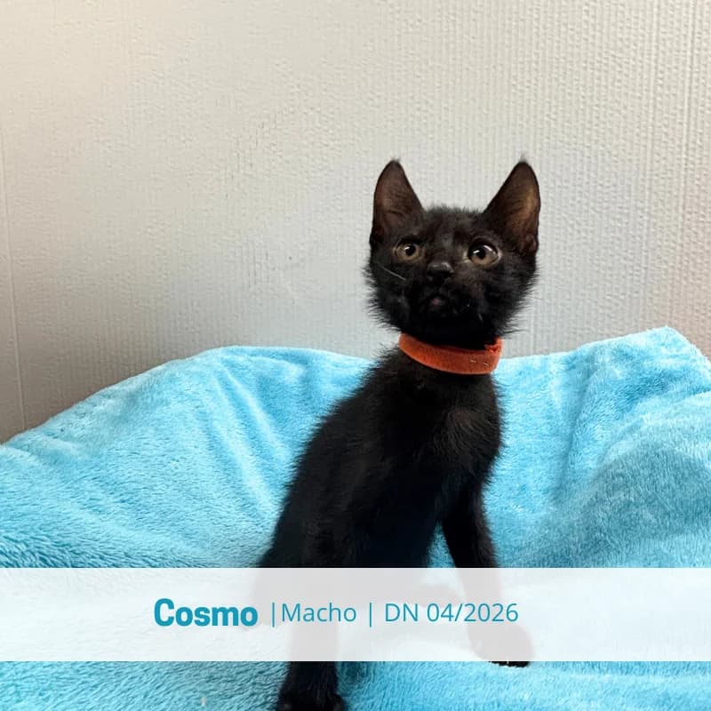 Cosmo, male puppy Mixed Breed for adoption at Associacao Midas