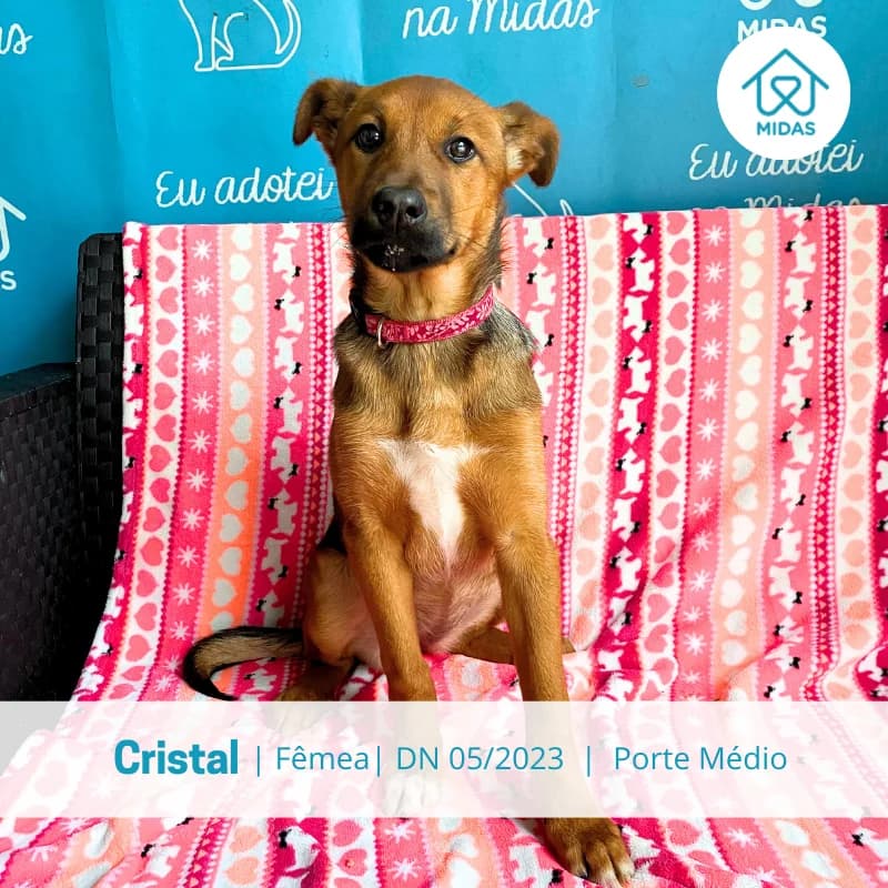 Cristal, Mixed Breed (Associacao Midas)