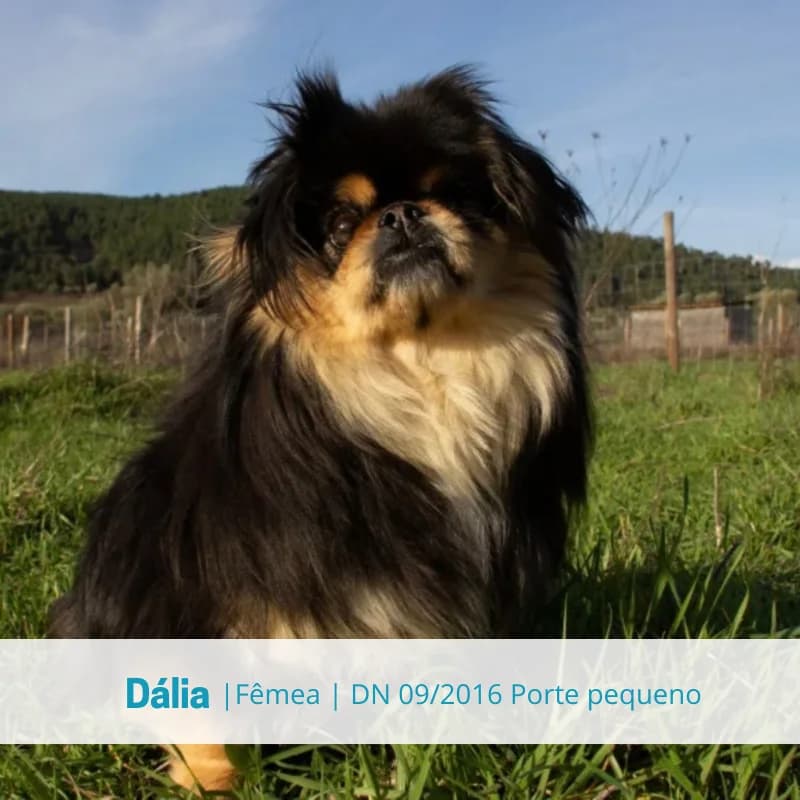 Dália, female Mixed Breed for adoption at Associacao Midas