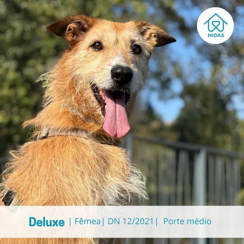 Deluxe, female Mixed Breed for adoption at Associacao Midas