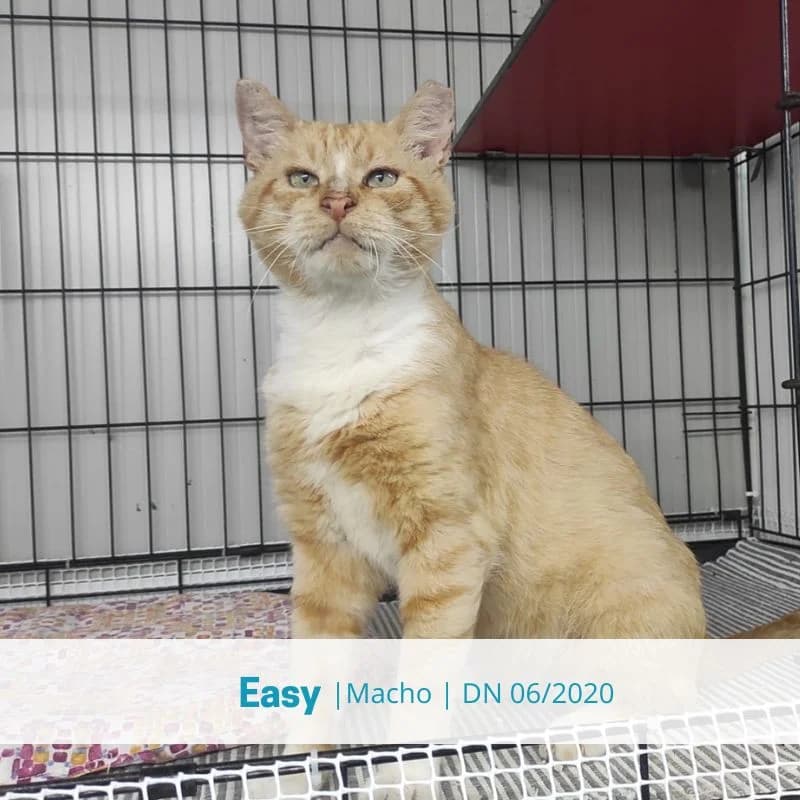 Easy, male Mixed Breed for adoption at Associacao Midas