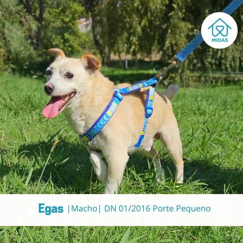 Egas, male Mixed Breed for adoption at Associacao Midas