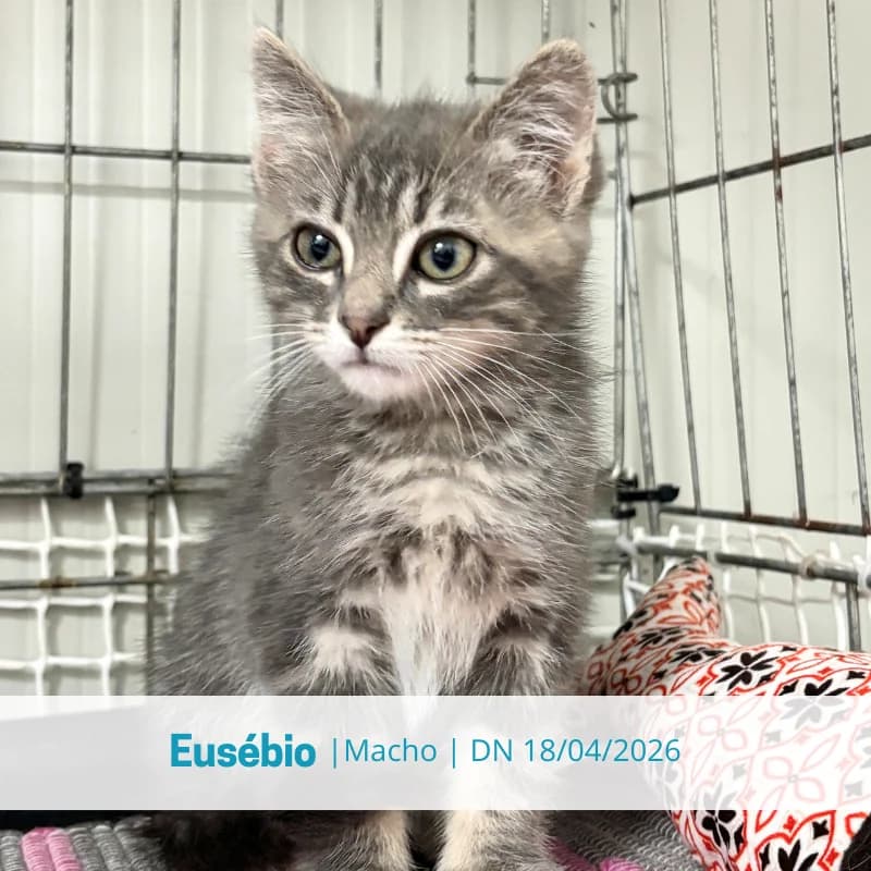 Eusébio, male puppy Mixed Breed for adoption at Associacao Midas