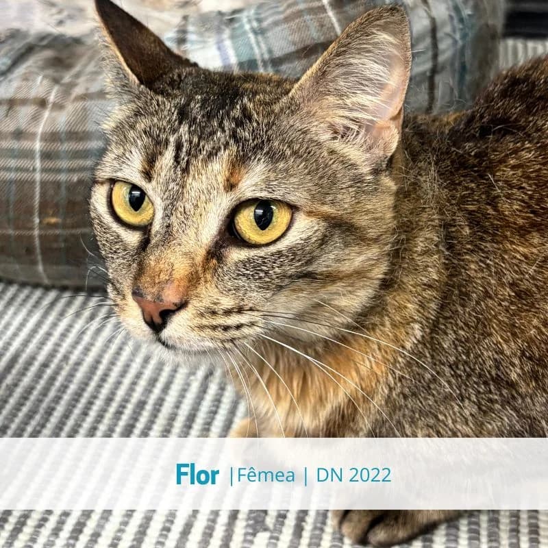 Flor, female Mixed Breed for adoption at Associacao Midas
