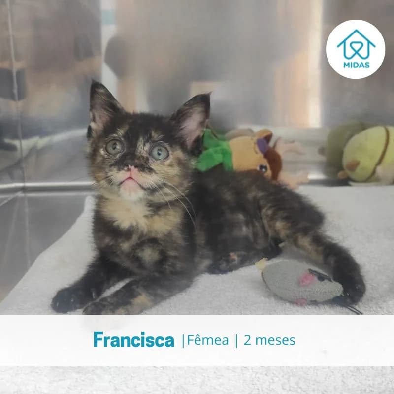 Francisca, female puppy Mixed Breed for adoption at Associacao Midas