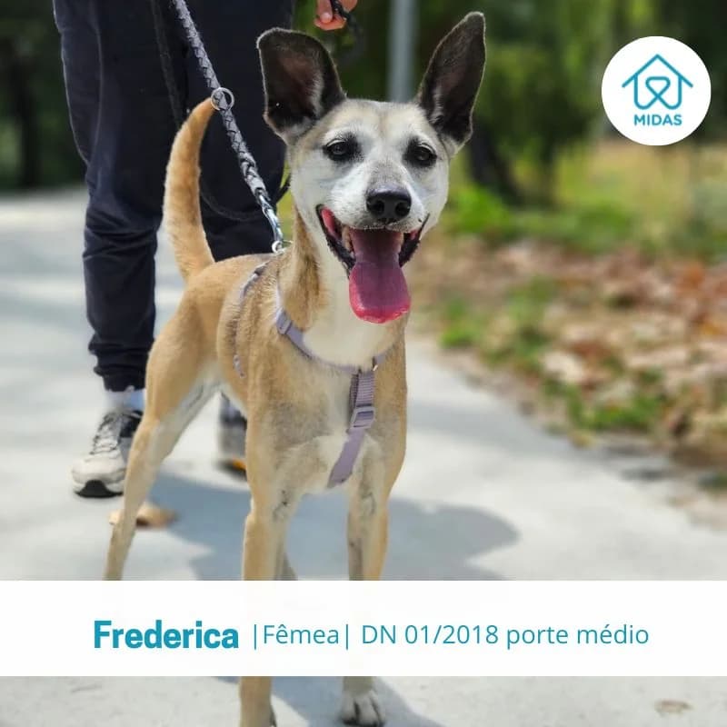 Frederica, Mixed Breed (Associacao Midas)