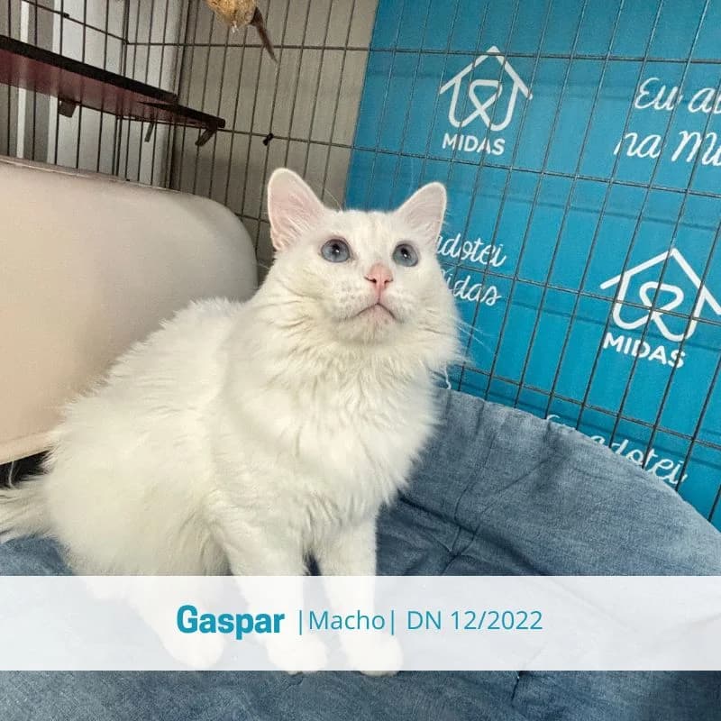 Gaspar, male Mixed Breed for adoption at Associacao Midas