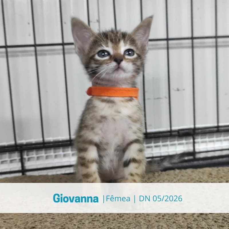 Giovanna, female puppy Mixed Breed for adoption at Associacao Midas