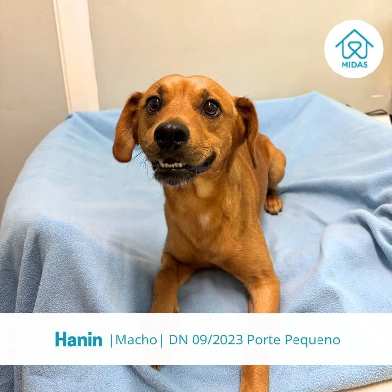 Hanin, Mixed Breed (Associacao Midas)
