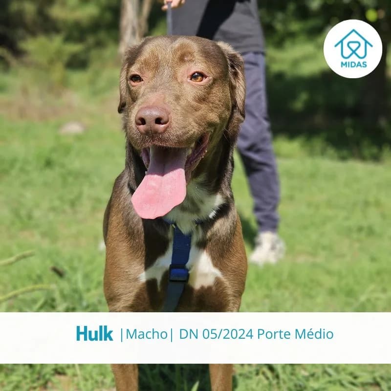 Hulk, male Mixed Breed for adoption at Associacao Midas