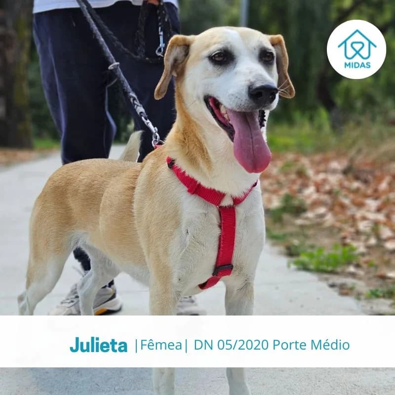 Julieta, female Mixed Breed for adoption at Associacao Midas