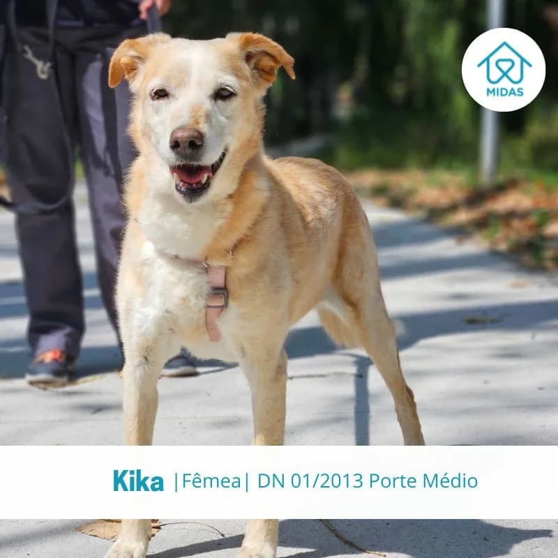 Kika, female senior Mixed Breed for adoption at Associacao Midas