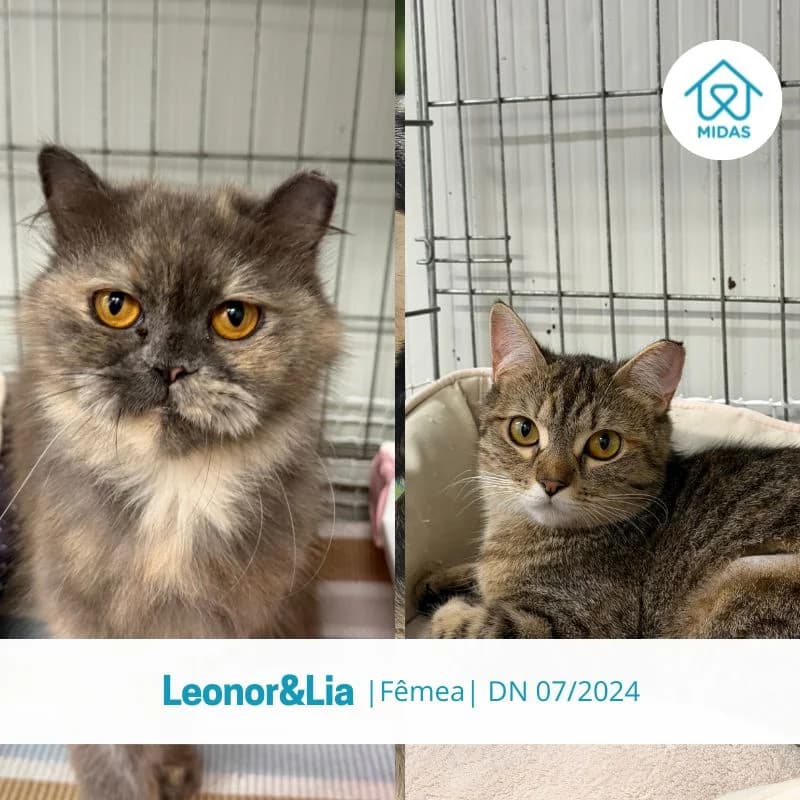 Leonor&Lia, female Mixed Breed for adoption at Associacao Midas