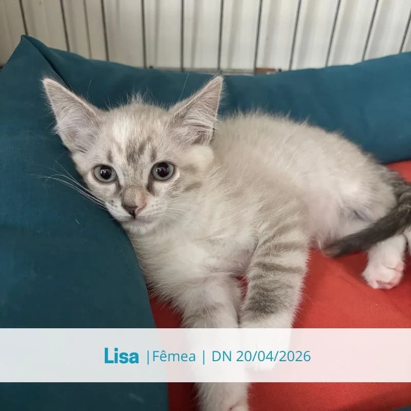 Lisa, female puppy Mixed Breed for adoption at Associacao Midas