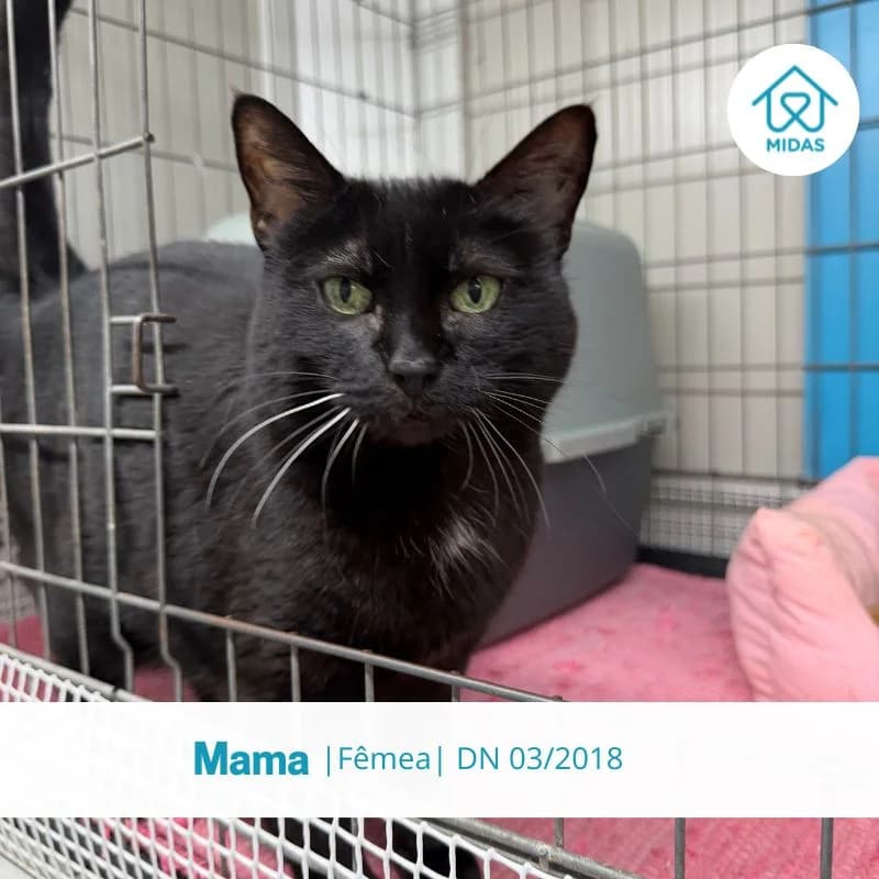 Mama, female Mixed Breed for adoption at Associacao Midas