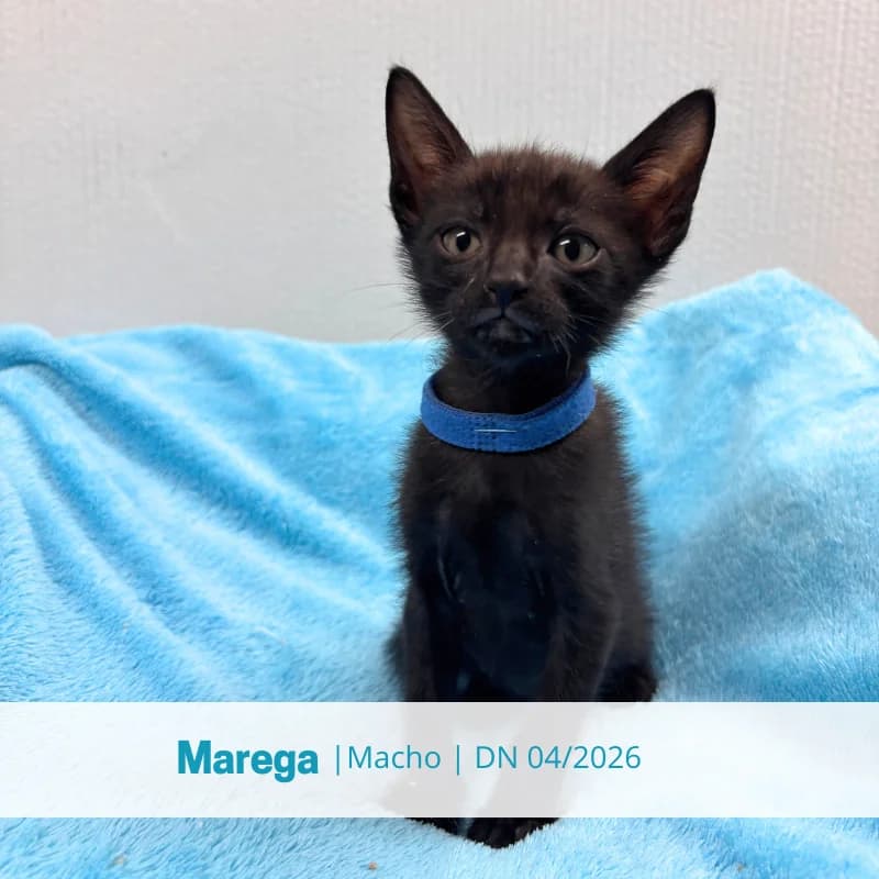 Marega, male puppy Mixed Breed for adoption at Associacao Midas