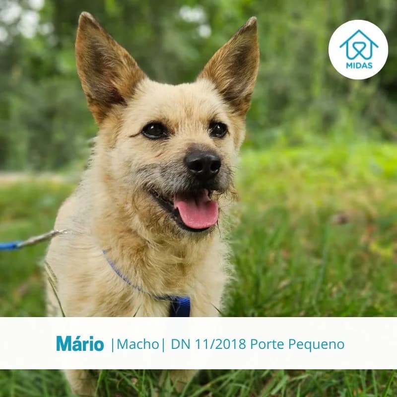 Mário, male senior Mixed Breed for adoption at Associacao Midas