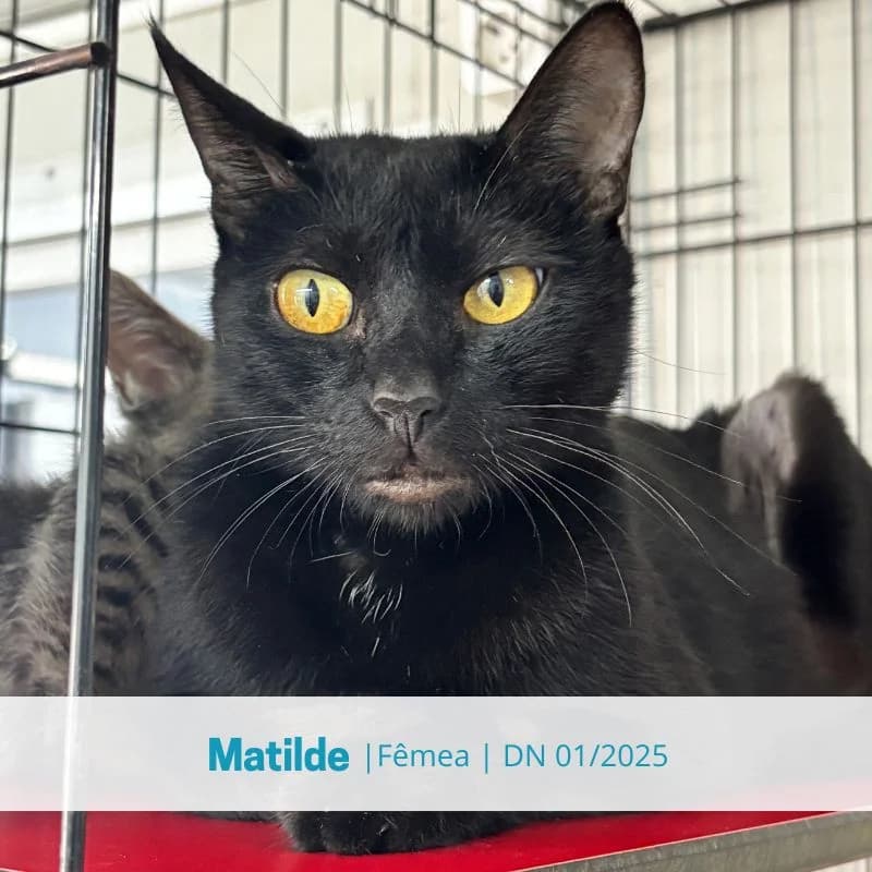 Matilde, female Mixed Breed for adoption at Associacao Midas