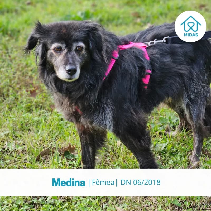 Medina, female Mixed Breed for adoption at Associacao Midas