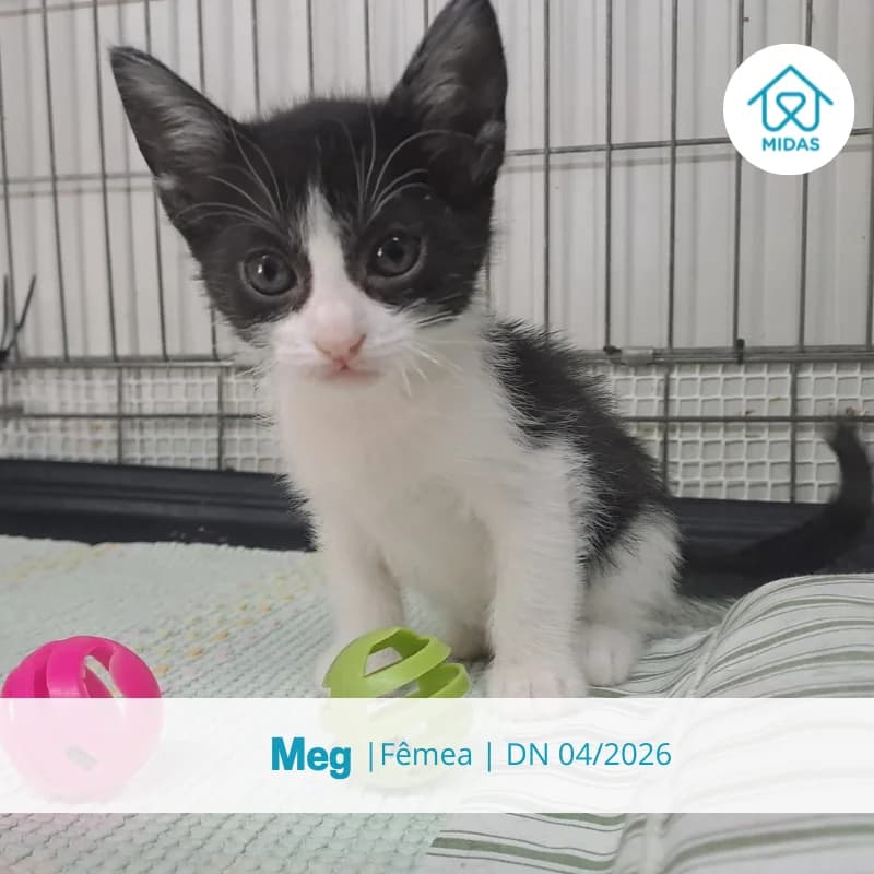 Meg, female puppy Mixed Breed for adoption at Associacao Midas