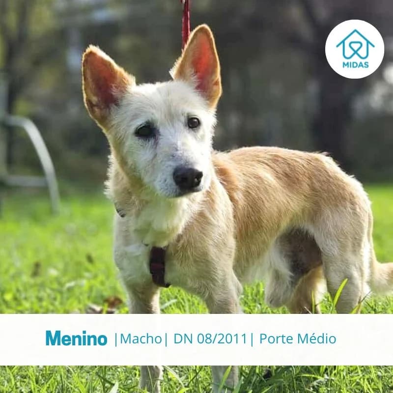Menino, Mixed Breed (Associacao Midas)