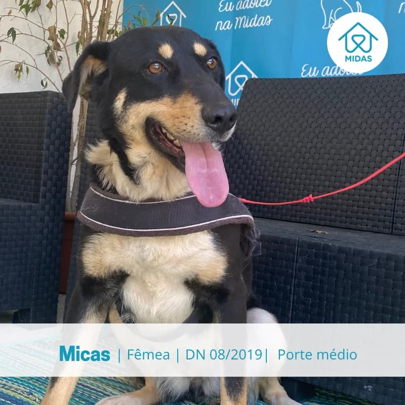 Micas, Mixed Breed (Associacao Midas)