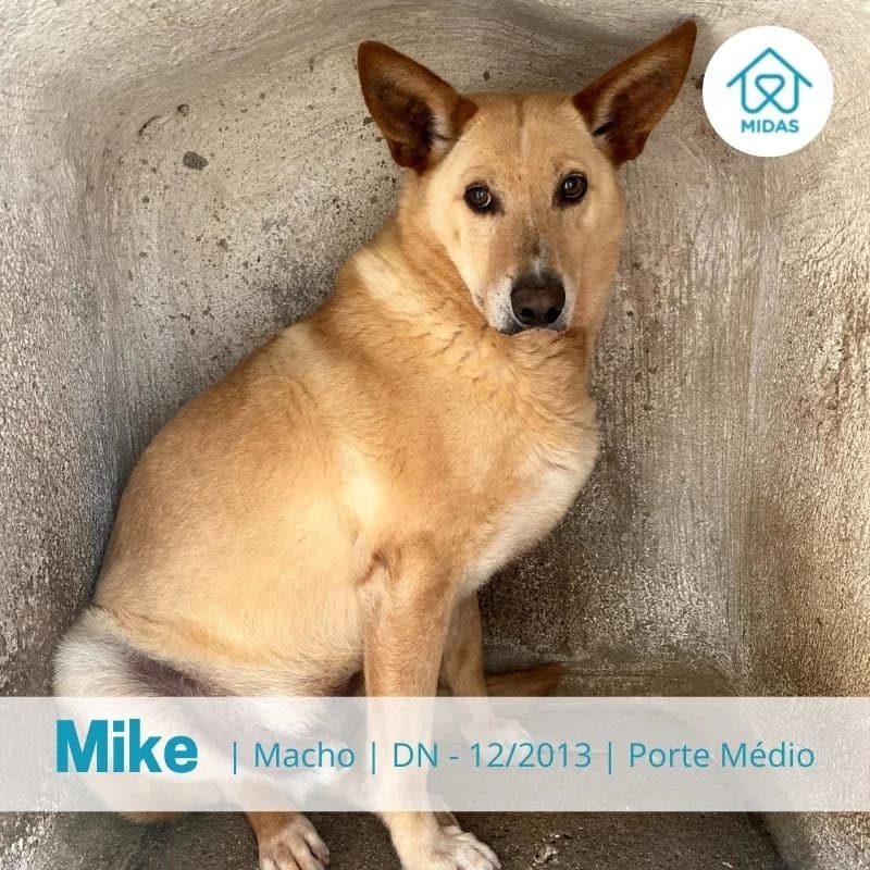 Mike, Mixed Breed (Associacao Midas)