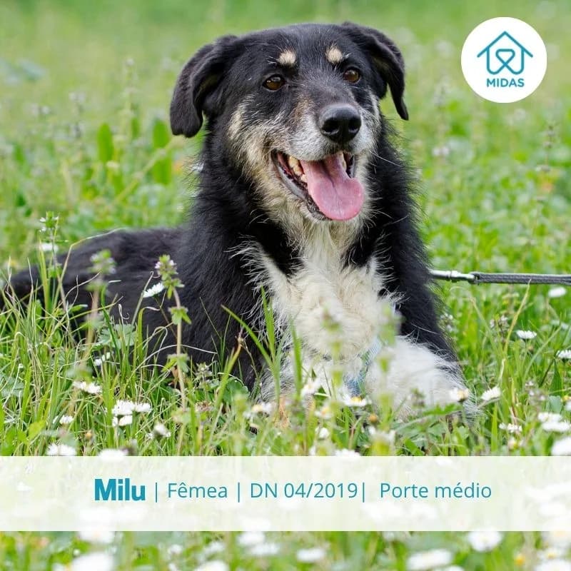 Milu, Mixed Breed (Associacao Midas)