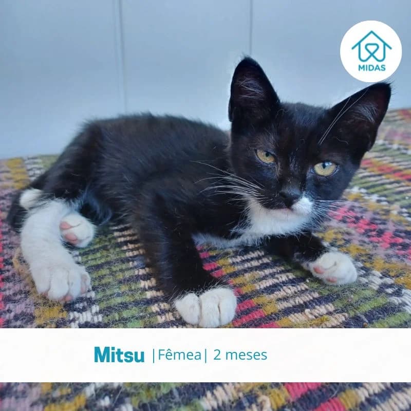 Mitsu, female puppy Mixed Breed for adoption at Associacao Midas