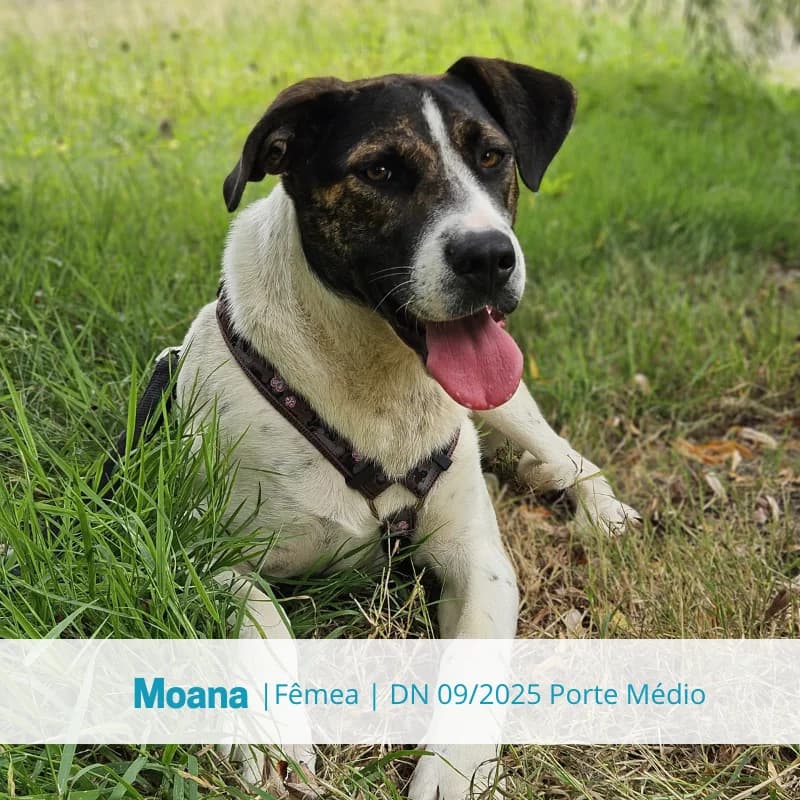 Moana, female young Mixed Breed for adoption at Associacao Midas