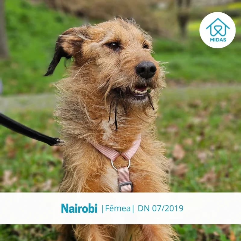 Nairobi, Mixed Breed (Associacao Midas)