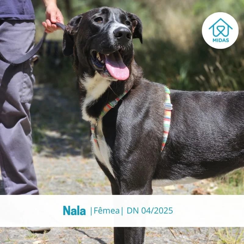 Nala, female puppy Mixed Breed for adoption at Associacao Midas