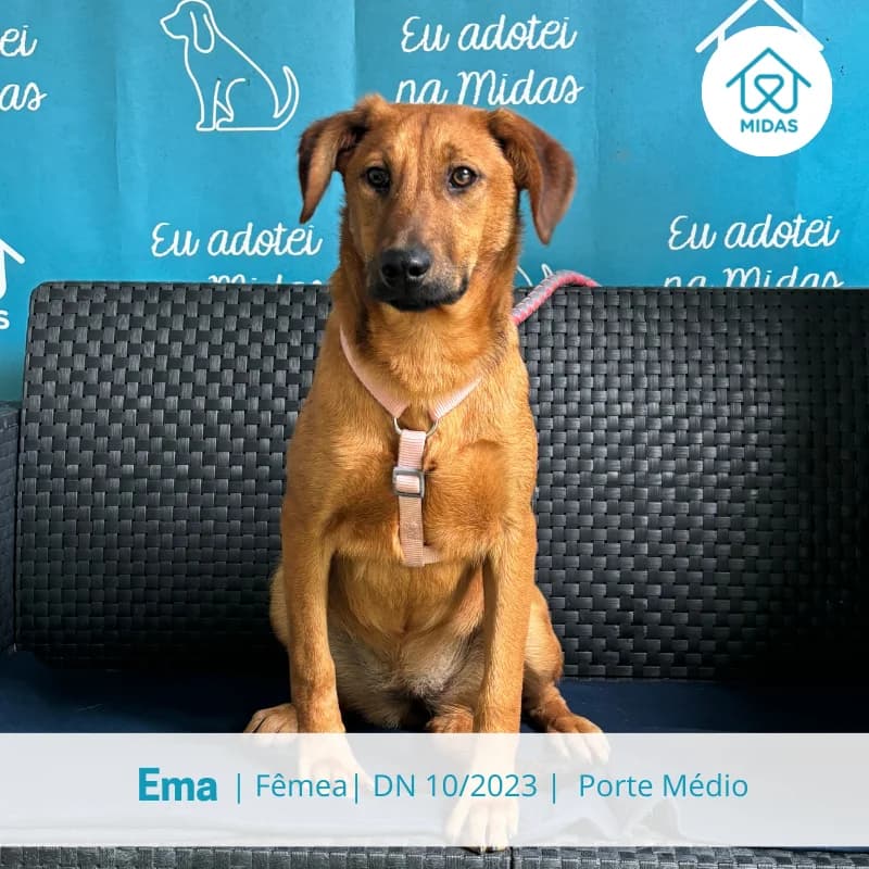 Ema, Mixed Breed (Associacao Midas)