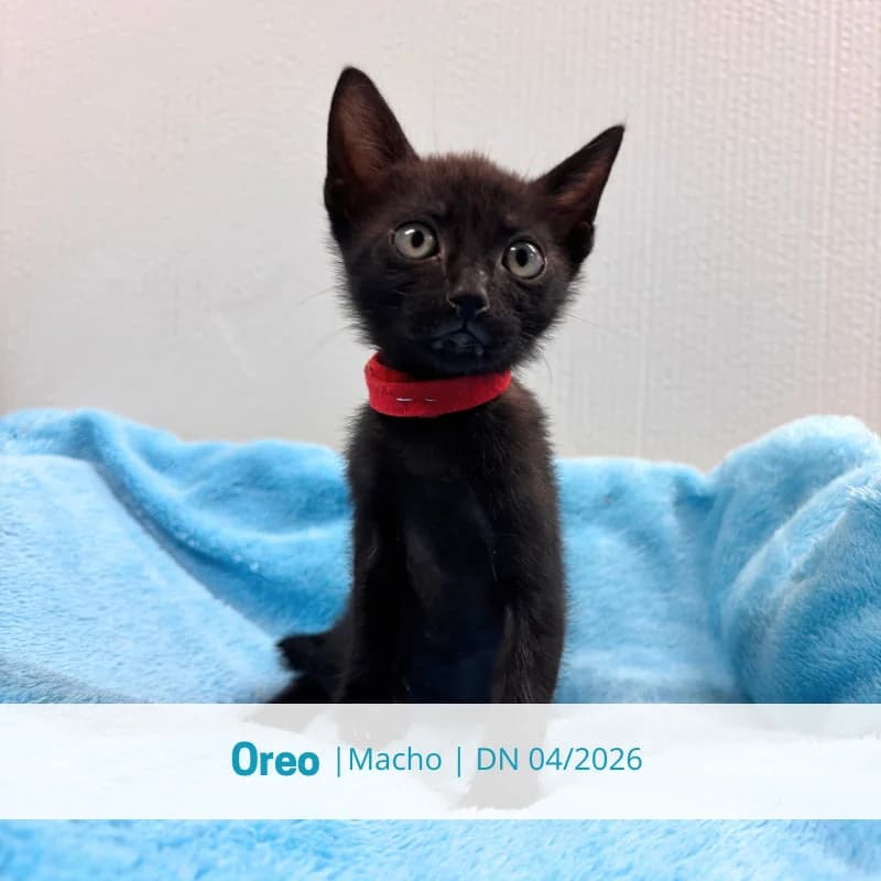 Oreo, male puppy Mixed Breed for adoption at Associacao Midas