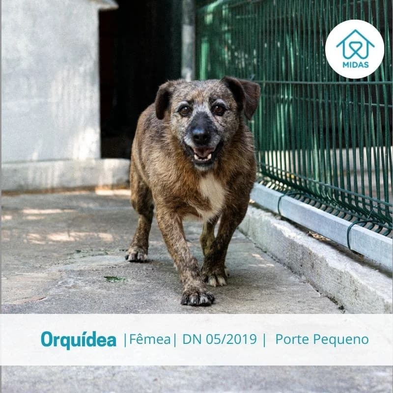 Orquídea, Mixed Breed (Associacao Midas)