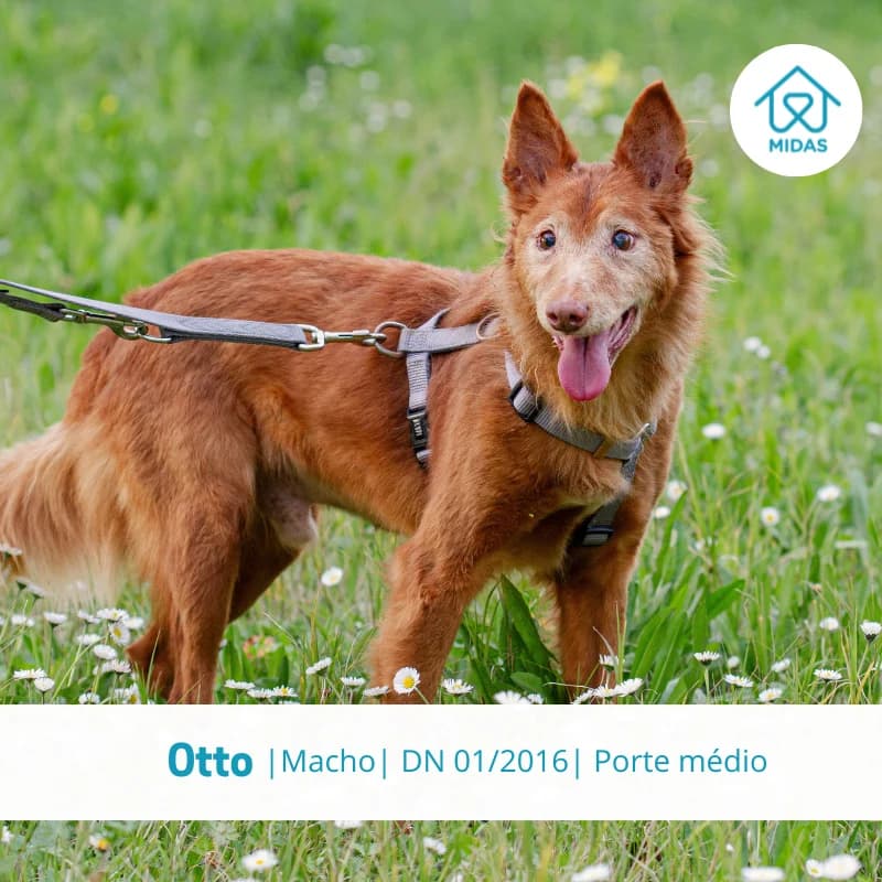 Otto, Mixed Breed (Associacao Midas)