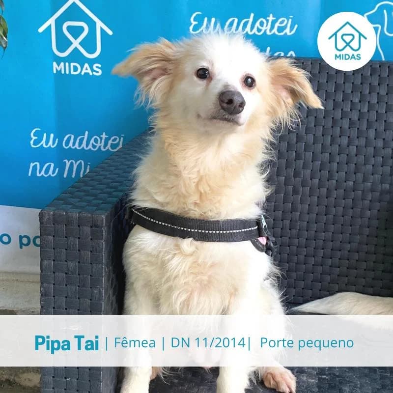 Pipa Thai, female Mixed Breed for adoption at Associacao Midas
