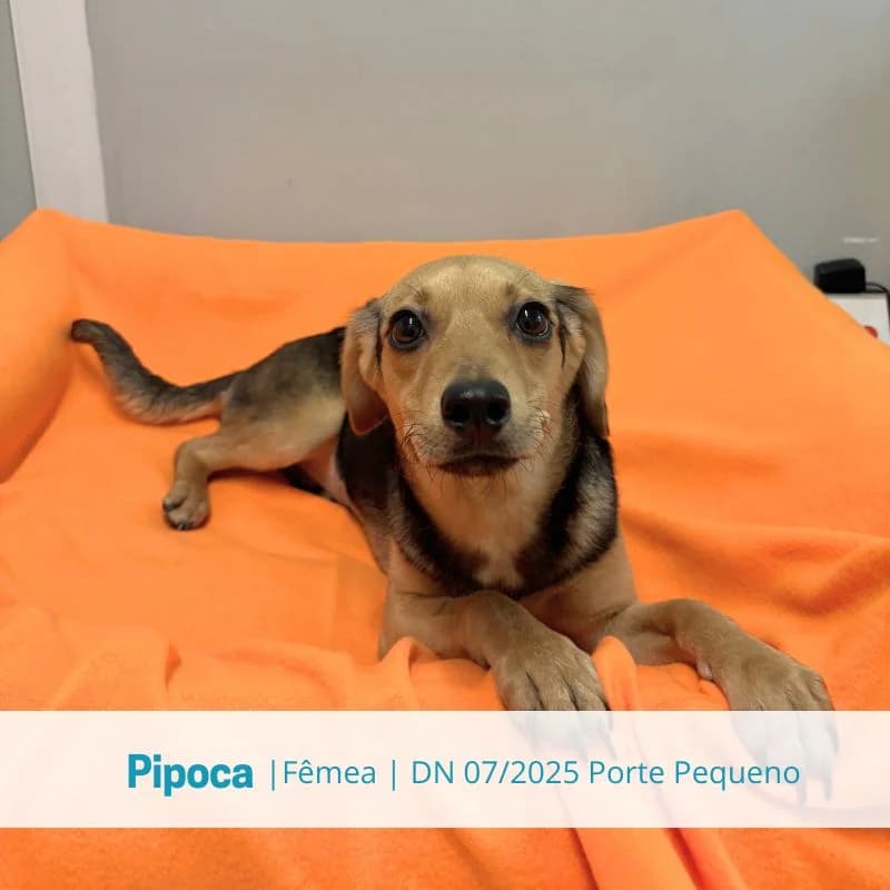 Pipoca, Mixed Breed (Associacao Midas)