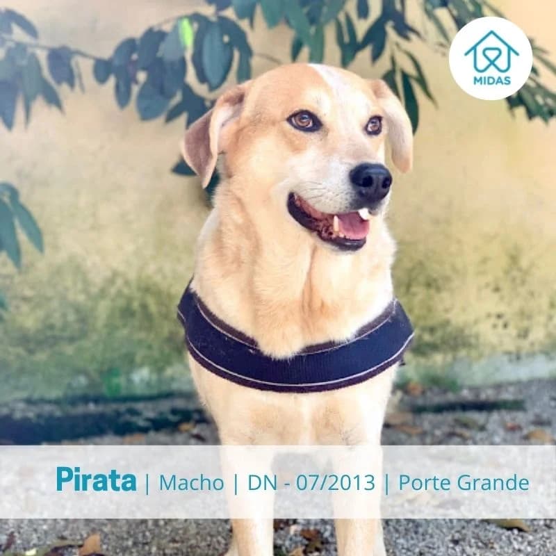 Pirata, Mixed Breed (Associacao Midas)