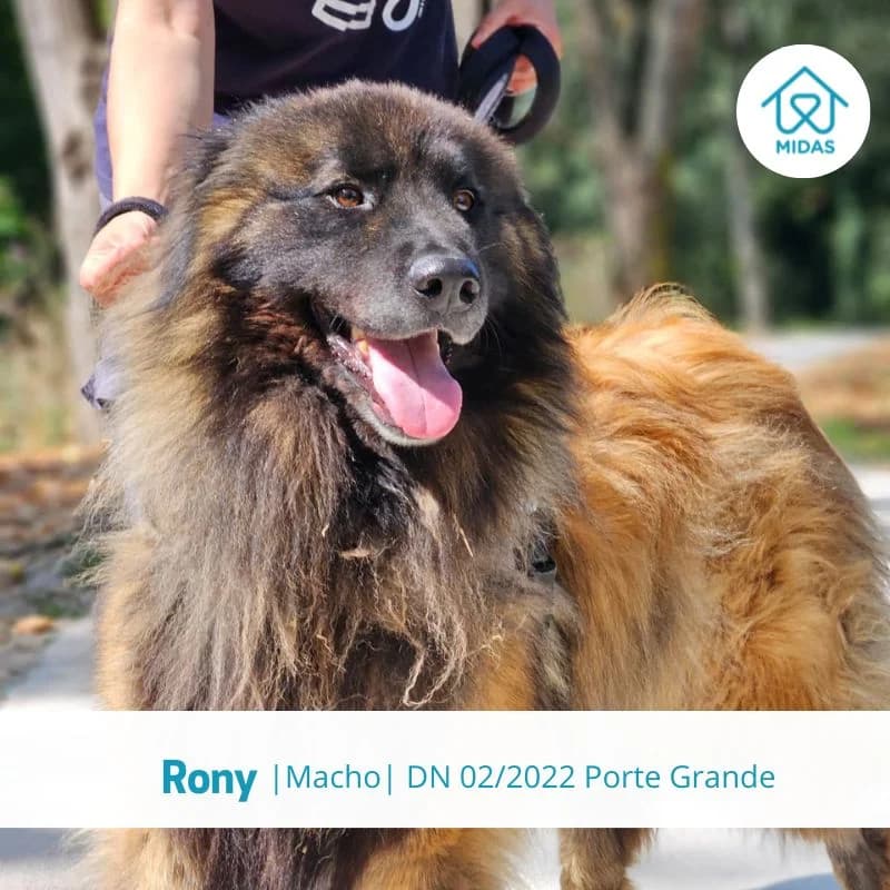 Rony, male Mixed Breed for adoption at Associacao Midas