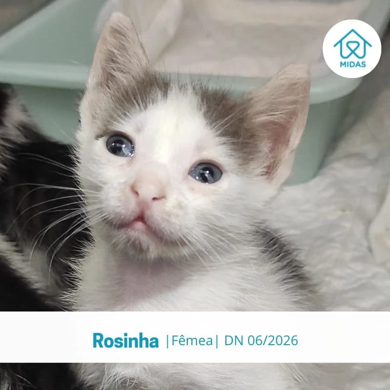 Rosinha, female puppy Mixed Breed for adoption at Associacao Midas