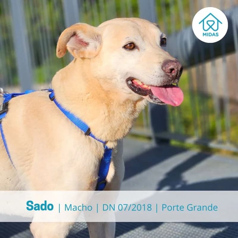 Sado, Mixed Breed (Associacao Midas)