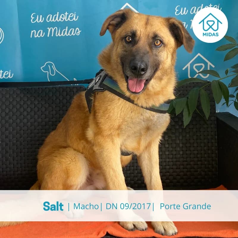 Salt, Mixed Breed (Associacao Midas)