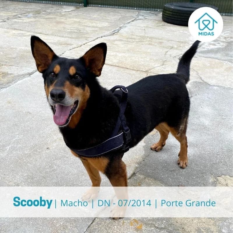 Scooby, Mixed Breed (Associacao Midas)