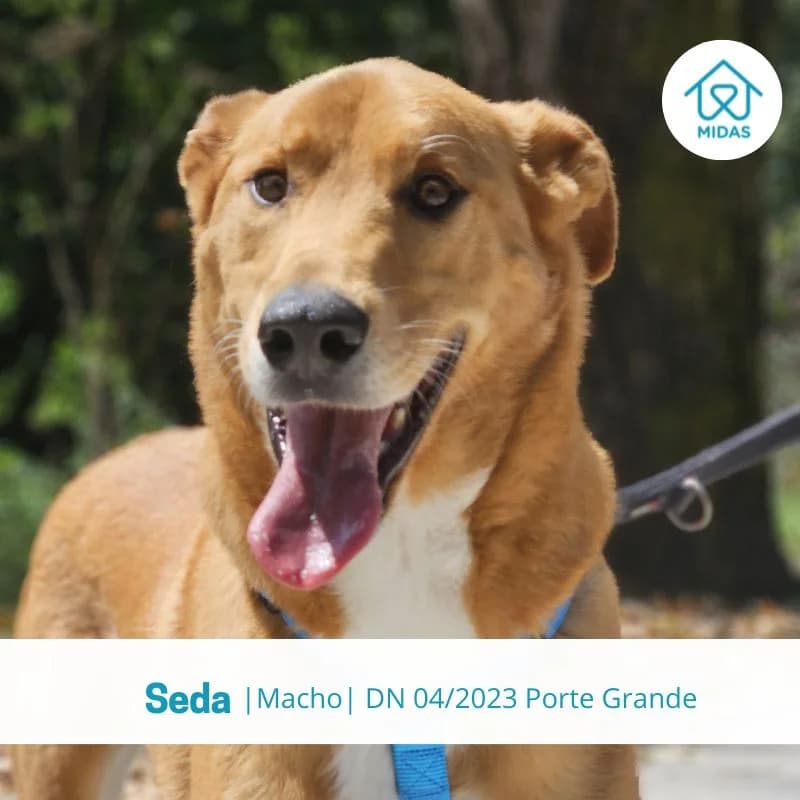 Seda, male Mixed Breed for adoption at Associacao Midas