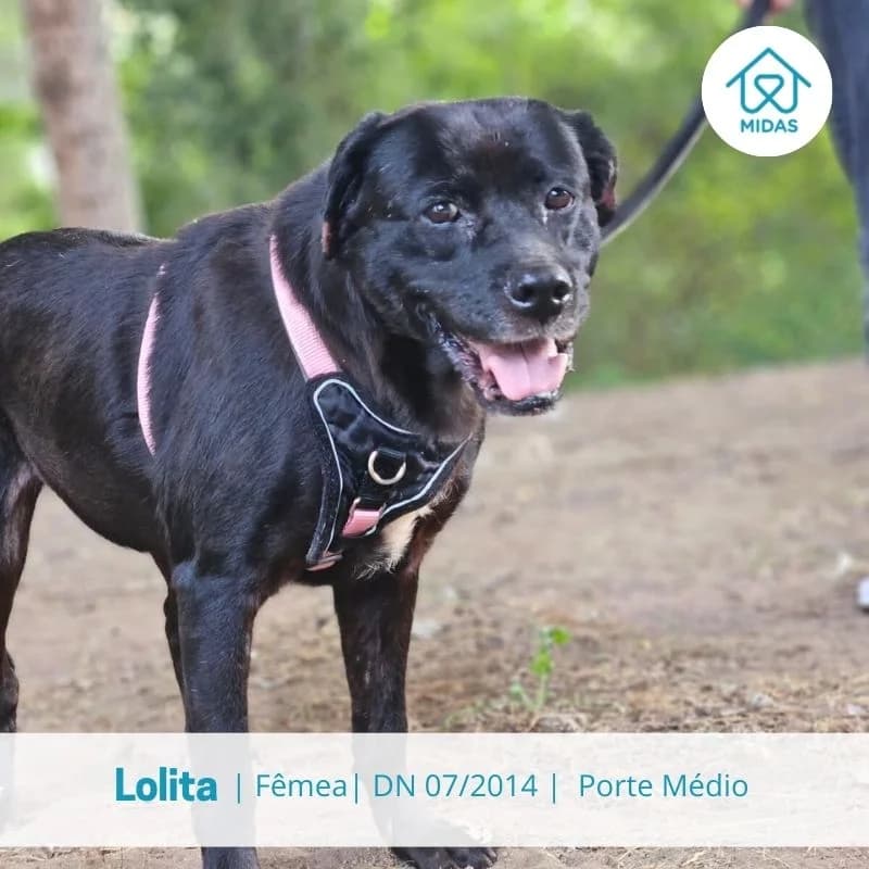 Lolita, Mixed Breed (Associacao Midas)