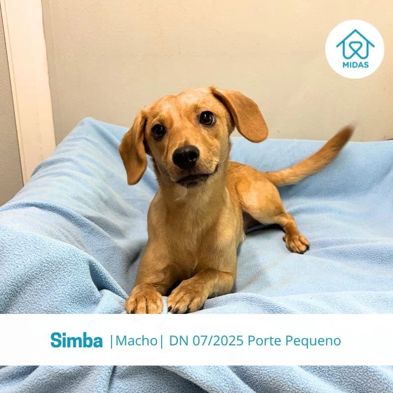 Simba, Mixed Breed (Associacao Midas)